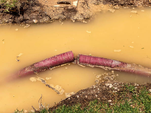 Best Basement water damage restoration  in Orangetree, FL
